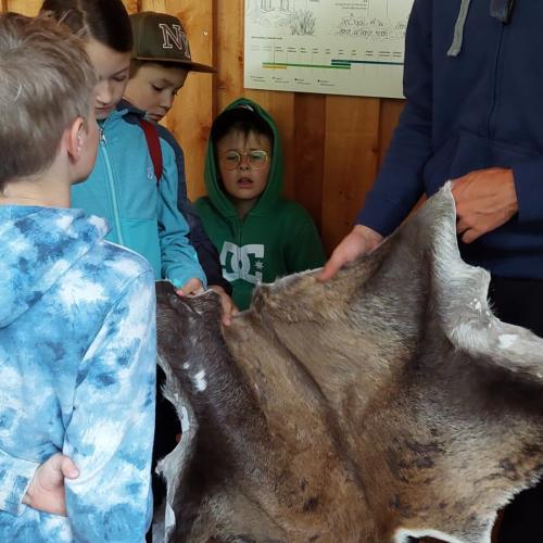 Steinbock 
