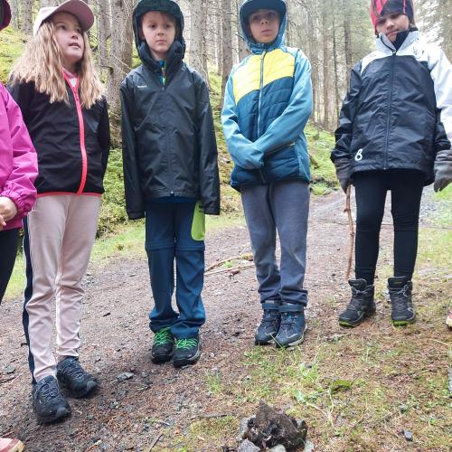 Bergwald 2024