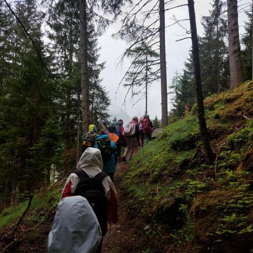 Bergwald 2024