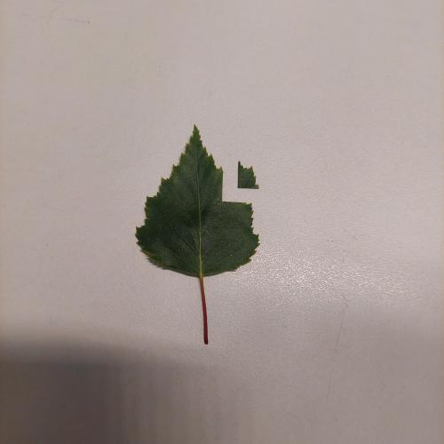 Mikroskope