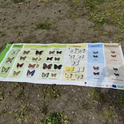 Wiese bunte Wiese 24 - 1./2. Klasse
