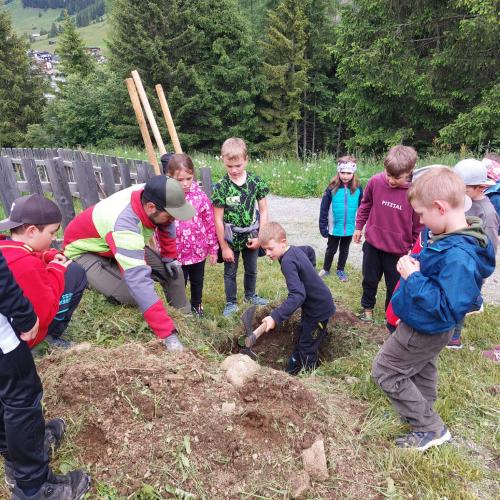Land schafft Bäume