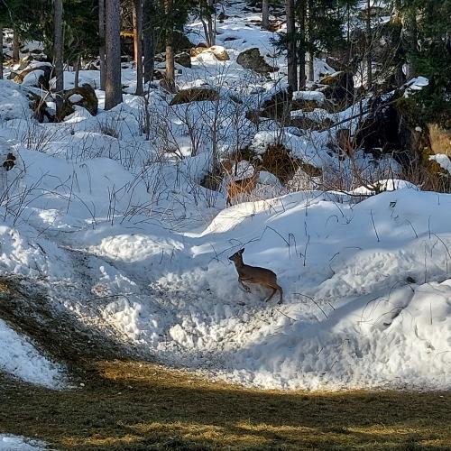 Jäger und Wildtierfütterung 25